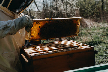 The beekeeper holds a honey cell with bees in his hands. Apiculture. Apiary