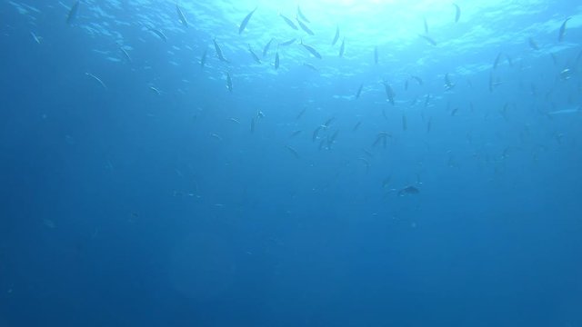 Large School Of fish Underwater . Background