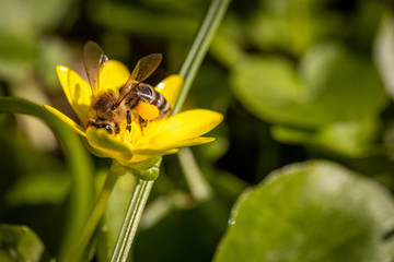 Bee on a spring flower collecting pollen and nectar