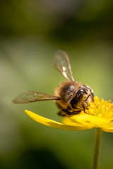 Bee on a spring flower collecting pollen and nectar