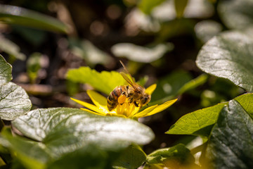 Bee on a spring flower collecting pollen and nectar