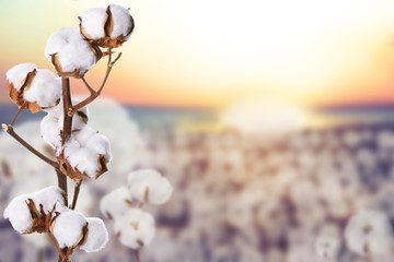 Beautiful fluffy cotton flowers and blurred view of field on background, space for text