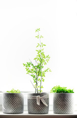 Front view of three young green plants potted in a stone grey vases on a home window sill in a bright sunny day