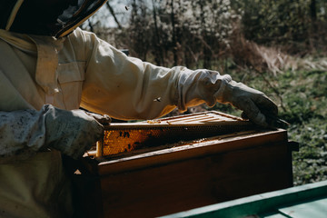 The beekeeper holds a honey cell with bees in his hands. Apiculture. Apiary