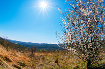 Cherry Blossoms and Landscape Spring Season Beautiful Cherry Blossoms and Panoramic Landscapes