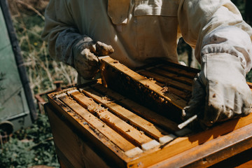 The beekeeper holds a honey cell with bees in his hands. Apiculture. Apiary