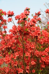 ツツジ　鹿児島県出水市