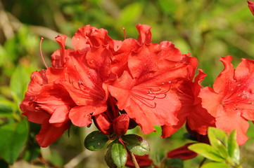 ツツジ　鹿児島県出水市