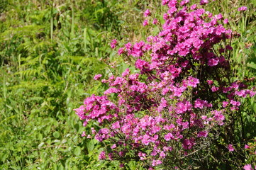 ツツジ　鹿児島県出水市