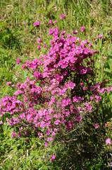 ツツジ　鹿児島県出水市