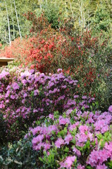 ツツジ　鹿児島県出水市