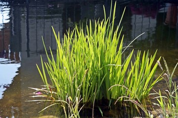 water grass in pond light green