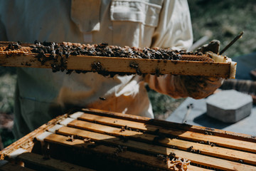 The beekeeper holds a honey cell with bees in his hands. Apiculture. Apiary