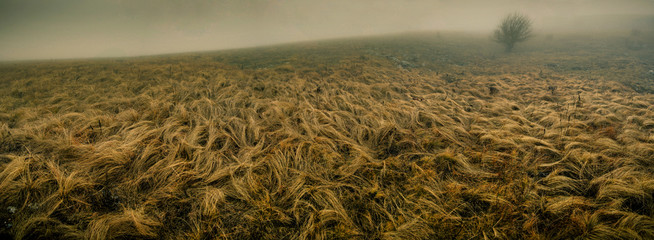 creeping grass and alone tree in the fog