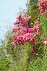 Fototapeta premium つつじ 鹿児島県出水市