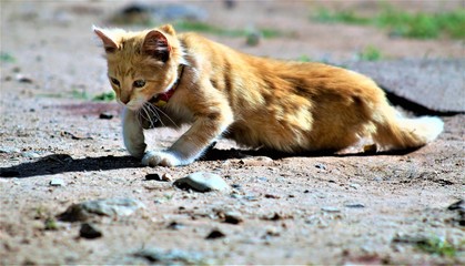 cat on the beach