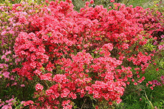 「出水」の画像 1,722 件の Stock 写真、ベクターおよびビデオ Adobe Stock