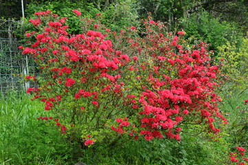 つつじ　鹿児島県出水市