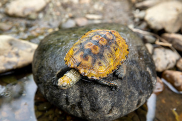 ニホンイシガメ