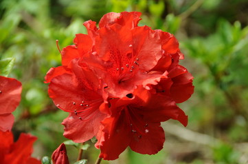 つつじ　鹿児島県出水市