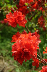 つつじ　鹿児島県出水市