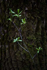 Twig with leaves tree bark background © danishch