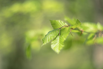 green leaves on the tree