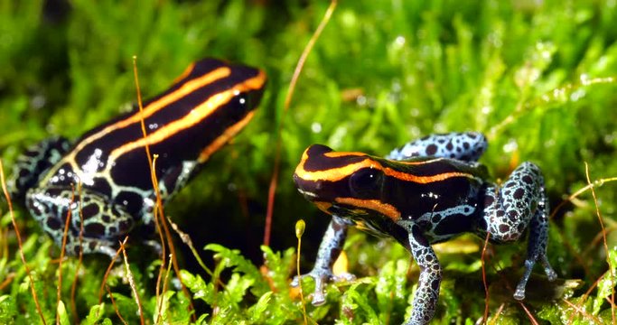 Two individuals of Duellman&acute;s Poison Frog (Dendrobates duellmani) on the forest floor in the Ecuadorian Amazon