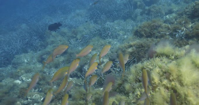 Salema porgy (Sarpa salpa) of Mediterranean sea, France.	
