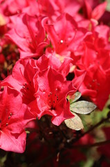 つつじ　鹿児島県出水市