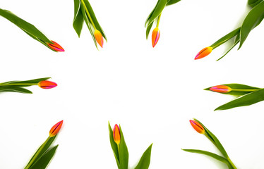 Isolated frame red-pink tulips on white background