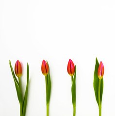 Isolated red-pink tulips on white background