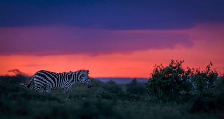 Fototapeta na wymiar zebra in the sunset