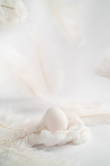 Fototapeta na wymiar white egg with feather