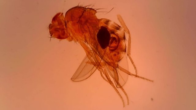 Microscope Drosophila Female Whole Mount x500