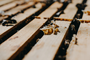 Bees in honeycomb, garden home