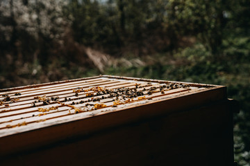 Bees in honeycomb, garden home