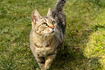 cat in the grass