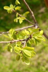 Obraz premium ants on a branch of a tree