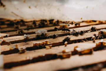 Bees in honeycomb, garden home