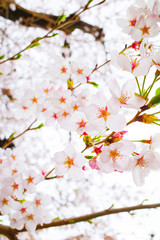 とぶ, サクランボ, 花, 木, 全盛期, ピンク, 自然, ブランチ, sakura, 咲く, 花, 白, 全盛期, すごい, 美しさ, 植える, 季節, 美しい, 庭, フローラル, 日本, マクロ, 空, 緑