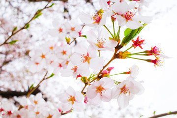 とぶ, サクランボ, 花, 木, 全盛期, ピンク, 自然, ブランチ, sakura, 花, 咲く, すごい, 植える, 季節, 美しさ, 美しい, 白, 庭, 全盛期, フローラル, 日本, 桜, 空, 日本人