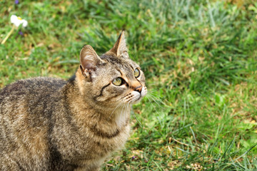 cat in the grass
