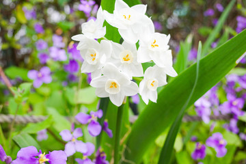 花, とぶ, 自然, 植える, 庭, 緑, 花, 全盛期, 咲く, サマータイム, 白, フローラル, 紫, ポテト, 植物, 青, 美しさ, ピンク, 美しい, すごい, 黄色, スミレ, ナチュラル, 葉