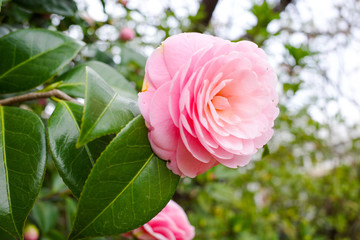ばら, 花, ピンク, 庭, 自然, 植える, 緑, 美しい, 花, サマータイム, 愛, 全盛期, ばら, 美しさ, 植物, とぶ, 葉, 咲く, 赤, 葉, フローラル, つぼみ, 花びら, アップ