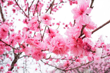 花, ピンク, 木, サクランボ, とぶ, 全盛期, ブランチ, 自然, sakura, 花, 咲く, 植える, すごい, 全盛期, 美しい, 美しさ, 季節, 白, フローラル, 庭, 植物, ナチュラル, 日本人, つぼみ