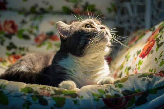 Big british shorthair grey striped cat laying on the arm-chair and looking at a light balb