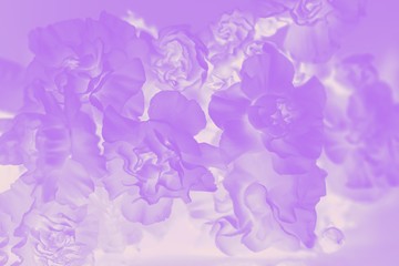 Violet abstract background. Floral gradient background, delicate carnation flowers pattern