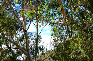 Iconic Australian bushland scene with tall eucalyptus trees and shrubs on a sunny morning. Taken...