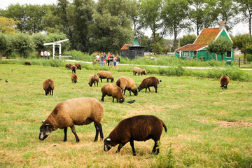 Herd of sheep grazing and eating grass at Zaanse Schans